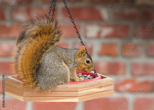 One brown squirrel on bird feeder chowing down eating. Profile view with red brick wall in background. Backyard nature
