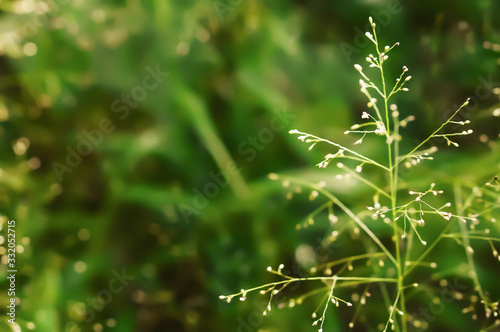 soft focus wild grass flower blooming with bokeh light ,abstract nature background
