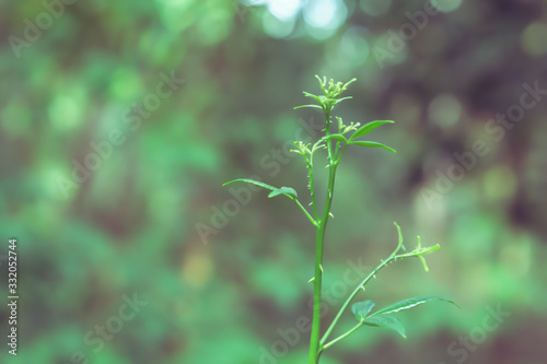 Green leaves spring   with bokeh light   fresh and lelax nature photo background