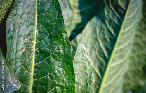 Big leaves of edible Rumex patientia in the spring, also known as patience dock, garden patience, herb patience or monk's rhubarb. Close up, copy space, leaf texture with venation. photo