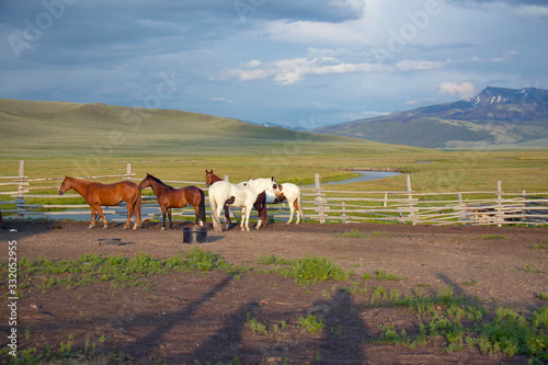 Arabian horses running in corral at Peggy Delaney's ranch in Centennial Valley, near Lakeview, MT photo