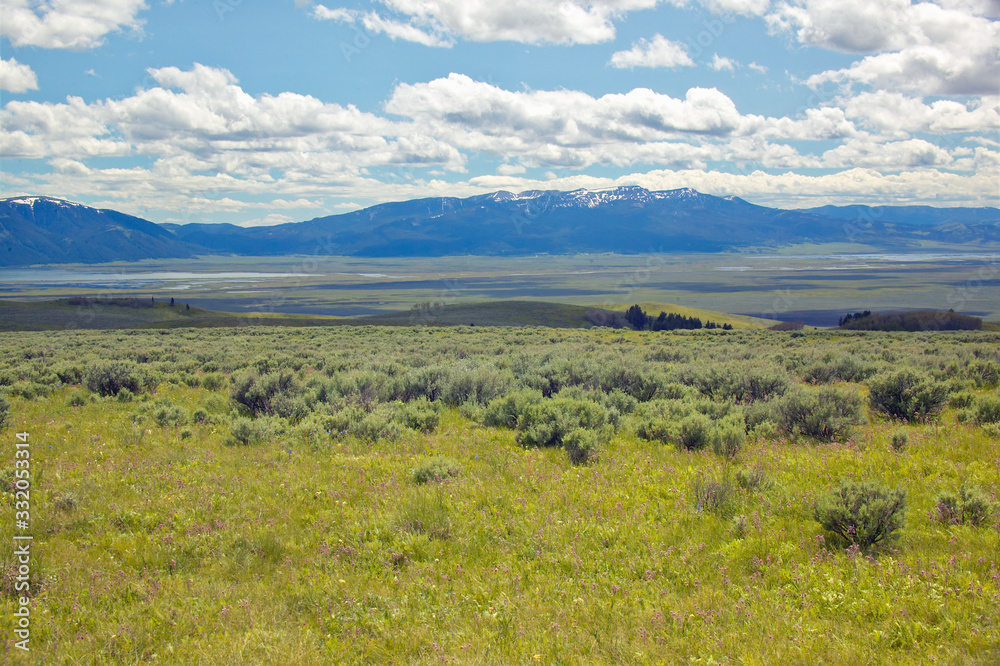 Spring grasslands and flowers in Centennial Valley near Lakeview, MT Spring grasslands and flowers in Centennial Valley near Lakeview, MT