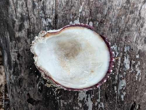 Sea shell shells