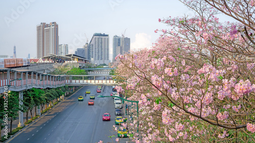 Bangkok, Thailand-April 7, 2019: Pink Trumpet tree flower know as Pink Tecoma or Tabebuia rosea plant begin blooming in spring at Chatuchak park Phaholyothin road, blossom beside Bts train station photo