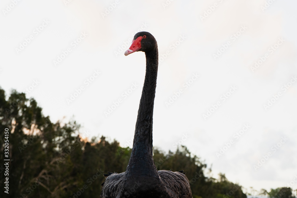 Fototapeta premium elegant black swan on the grass near lake water Gold Coast Australia summer spring sunset evening 