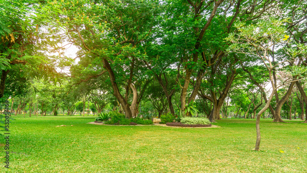 Smooth green grass lawn in good care maintenance garden, flowering plant, shrub and bush under shading the Rain oak trees in a park Smooth green grass lawn in good care maintenance garden, flowering plant, shrub and bush under shading the Rain oak trees in a park