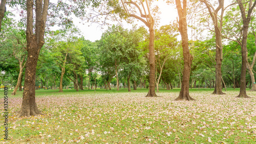 Pink Trumpet tree or Tabebuia rosea flower blossom and fall on green grass lawn yard under the trees, garden in Chatuchak park, Bangkok, Thailand