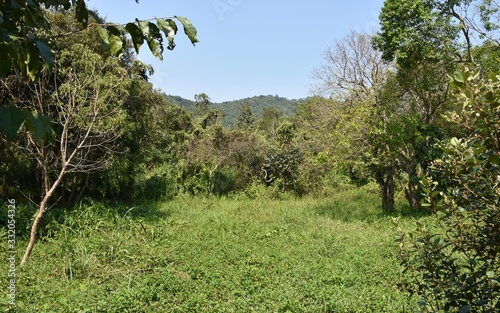 Jungle Clearing, My Son Sanctuary, Vietnam