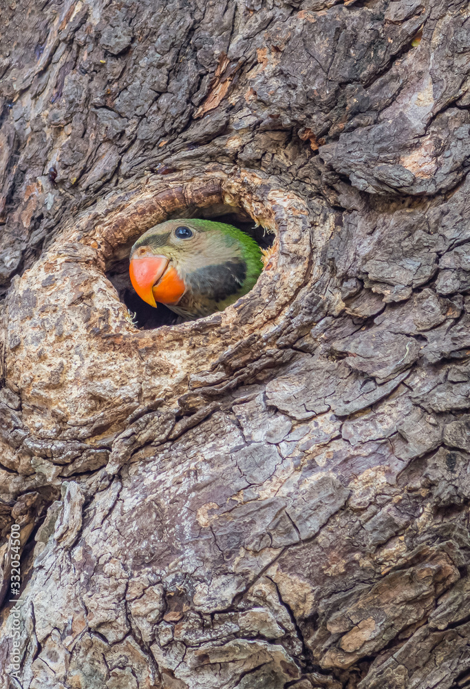 Green parrot on the tree, The nest of parrot Green parrot on the tree, The nest of parrot
