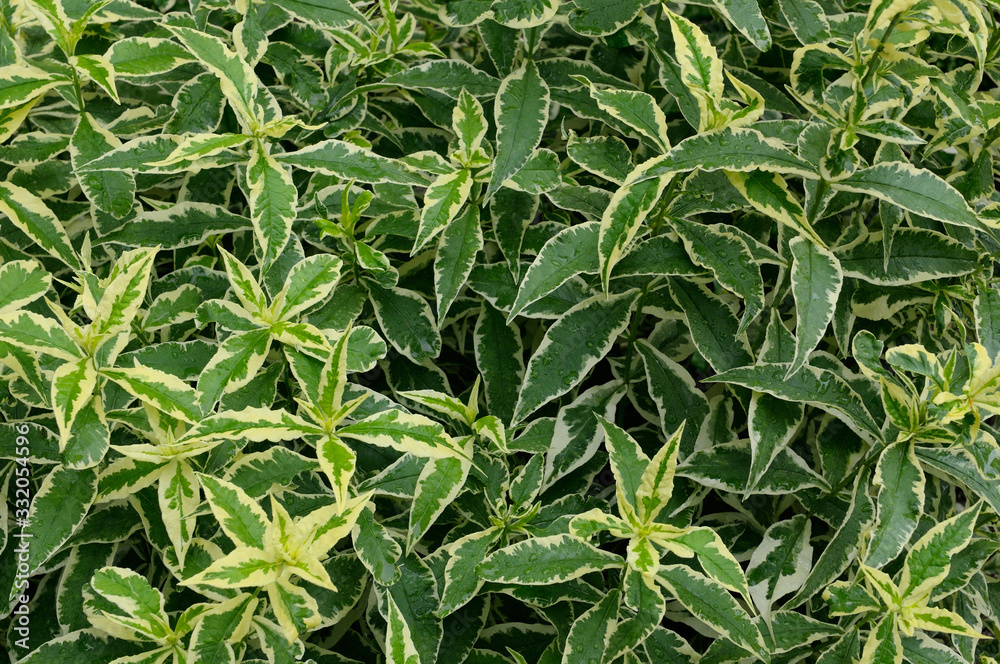 Variegated Phlox paniculata after a rainfall green background Variegated Phlox paniculata after a rainfall green background