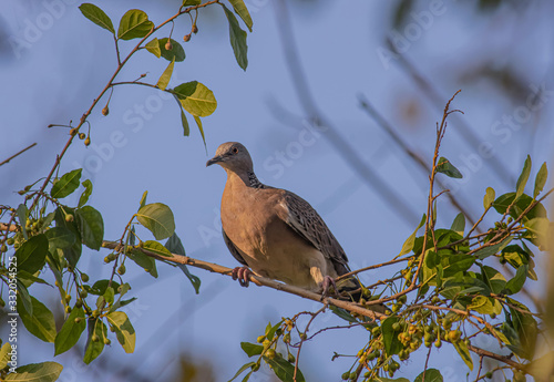 Dove in the evening light