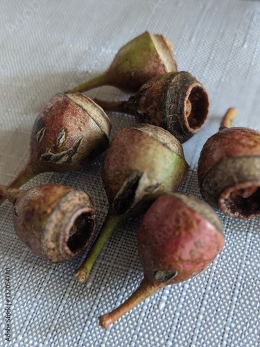 Eucalyptus seeds gumtree