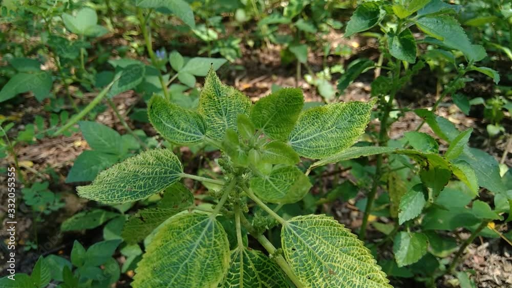 Indian copperleaf or Acalypha Indica L. in the garden with green flowers. Boehmeria zollingeriana also called a cat's face. Indian copperleaf or Acalypha Indica L. in the garden with green flowers. Boehmeria zollingeriana also called a cat's face.