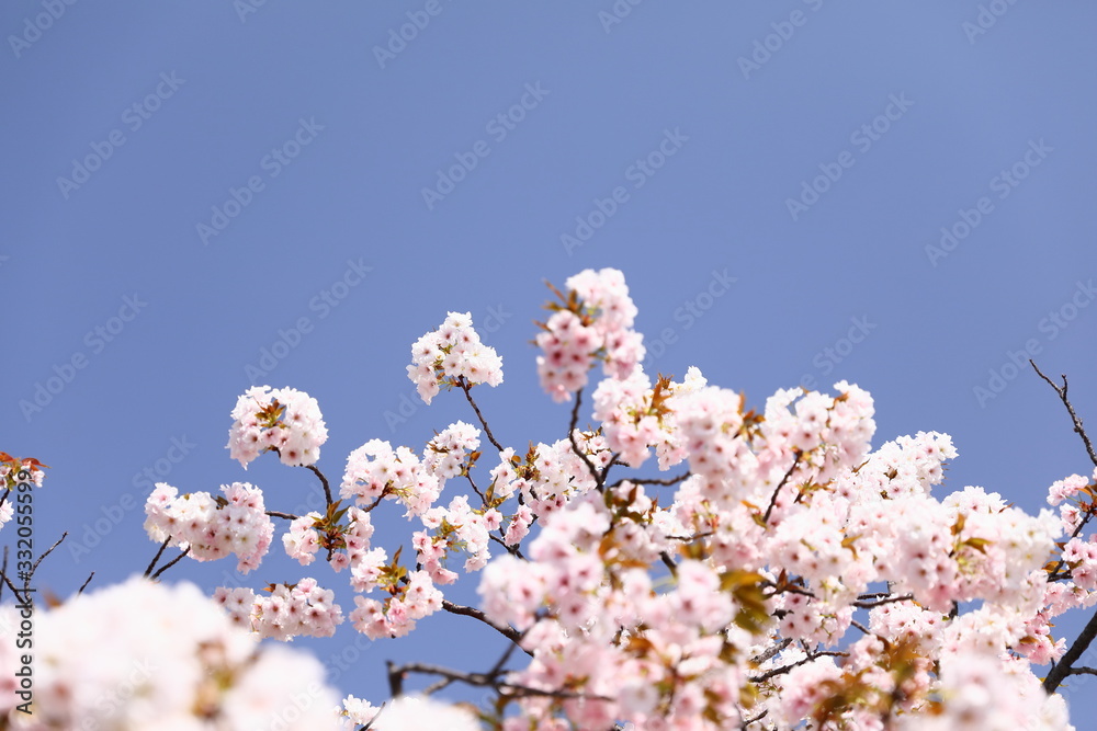 造幣局_桜