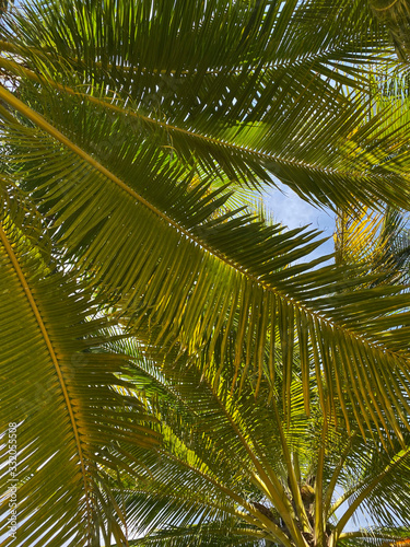 Plants background. Palm leaves on sky background. Palm leaf texture. Natural textured background. Natural green leaf background. Tourism and botany concept.