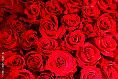 Blurry red floral background. Red roses background. Texture of red flowers. Top view on red roses. Close-up, cropped shot, horizontal. Nature's beauty.