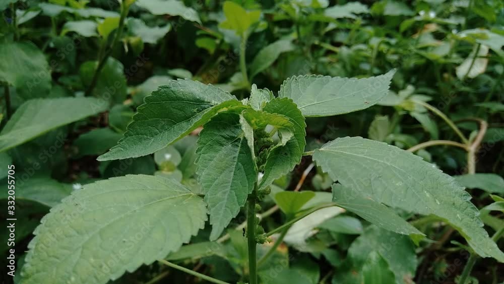 Indian copperleaf or Acalypha Indica L. in the garden with green flowers. Boehmeria zollingeriana also called a cat's face. Indian copperleaf or Acalypha Indica L. in the garden with green flowers. Boehmeria zollingeriana also called a cat's face.