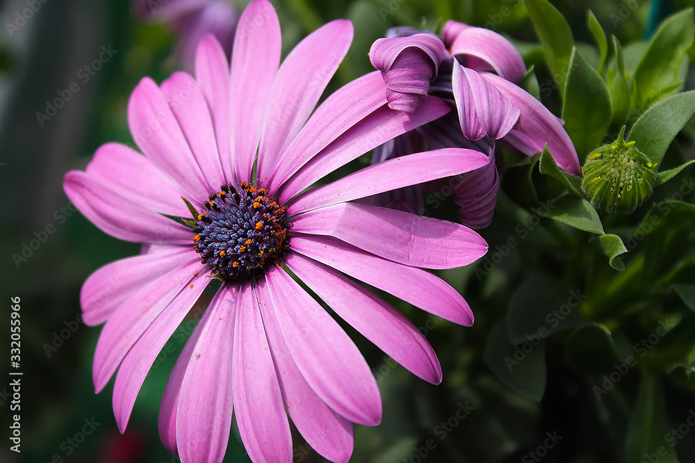 Obraz premium purple daisy flower in garden