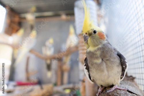 Bild auf Leinwand pretty cockatiel with his family on his behind inside bird cage aviary parrot bi