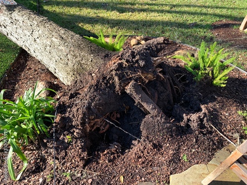 Uprooted Pecan Tree