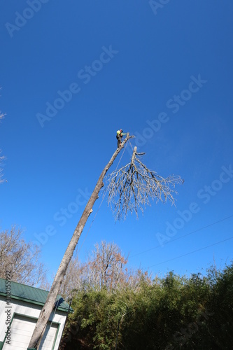 Tree climber dropping the top of a tree