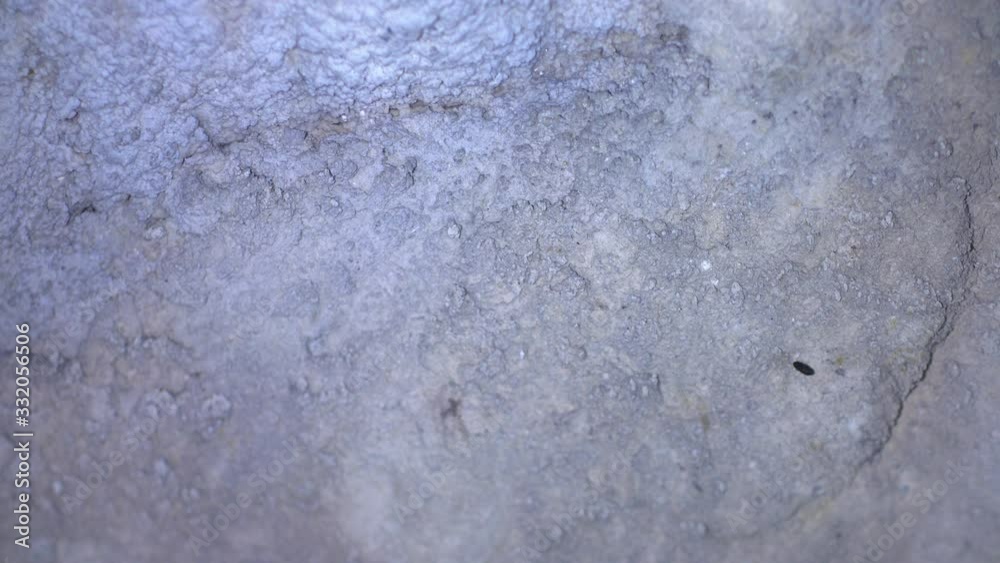 Close up strange animal Natterer's bat Myotis nattereri hanging upside down on top of artificial underground stole  taking off awaked just after hibernating. Creative wildlife take.