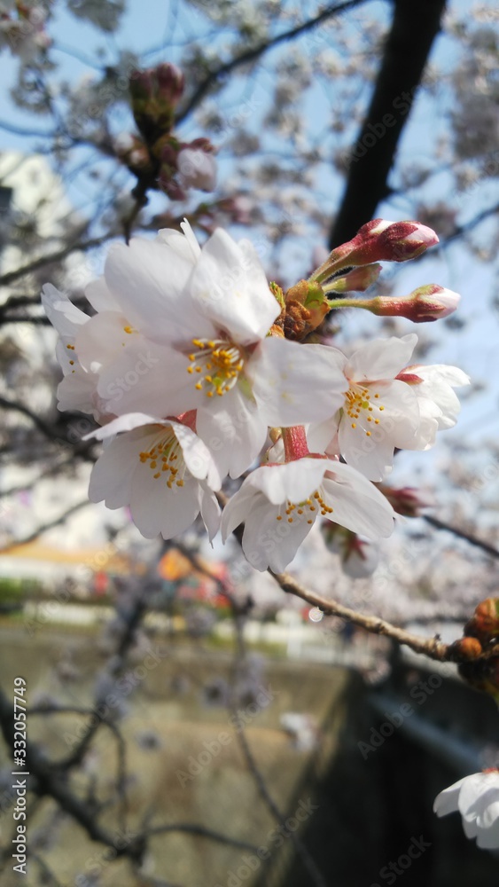 Obraz premium cherry blossom