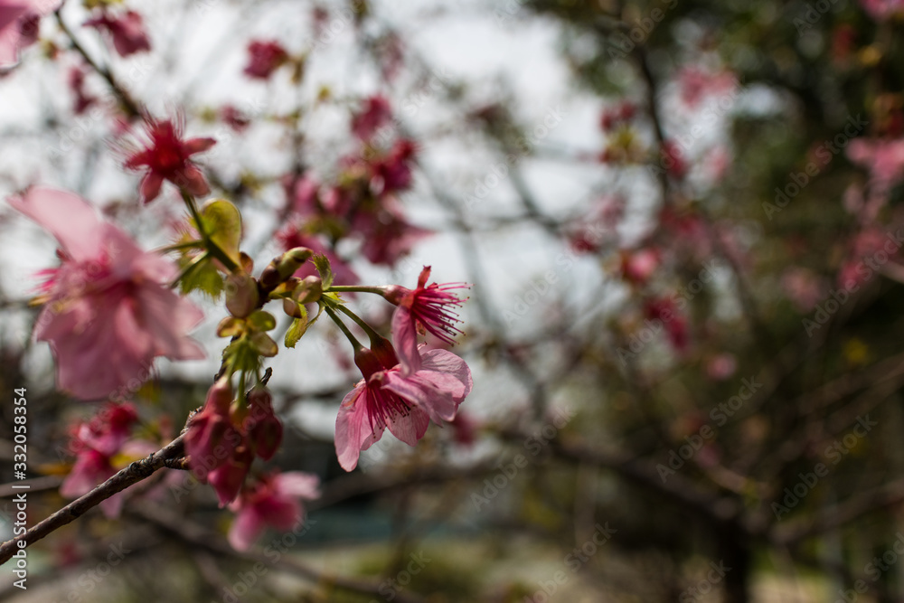 sakura blossom in a spring day sakura blossom in a spring day