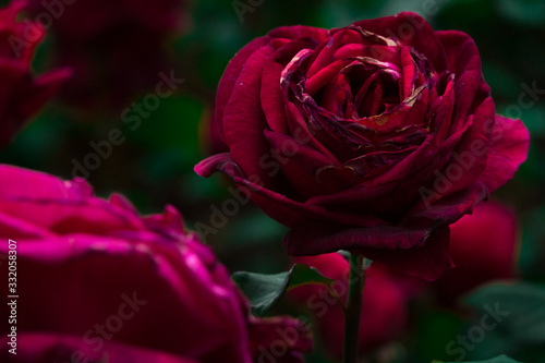 Red Rose