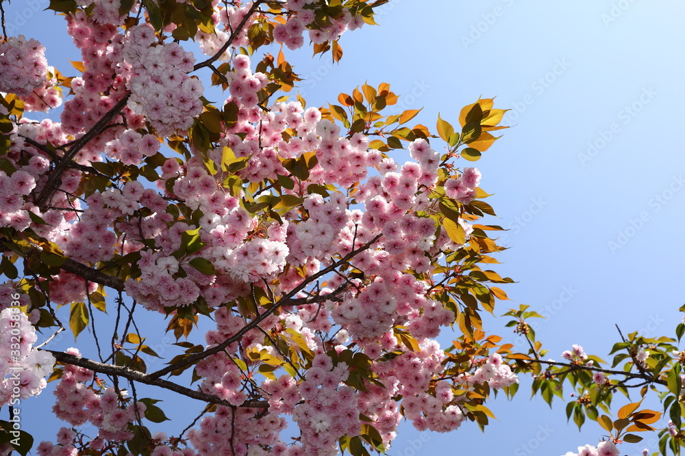 Obraz premium 造幣局_桜