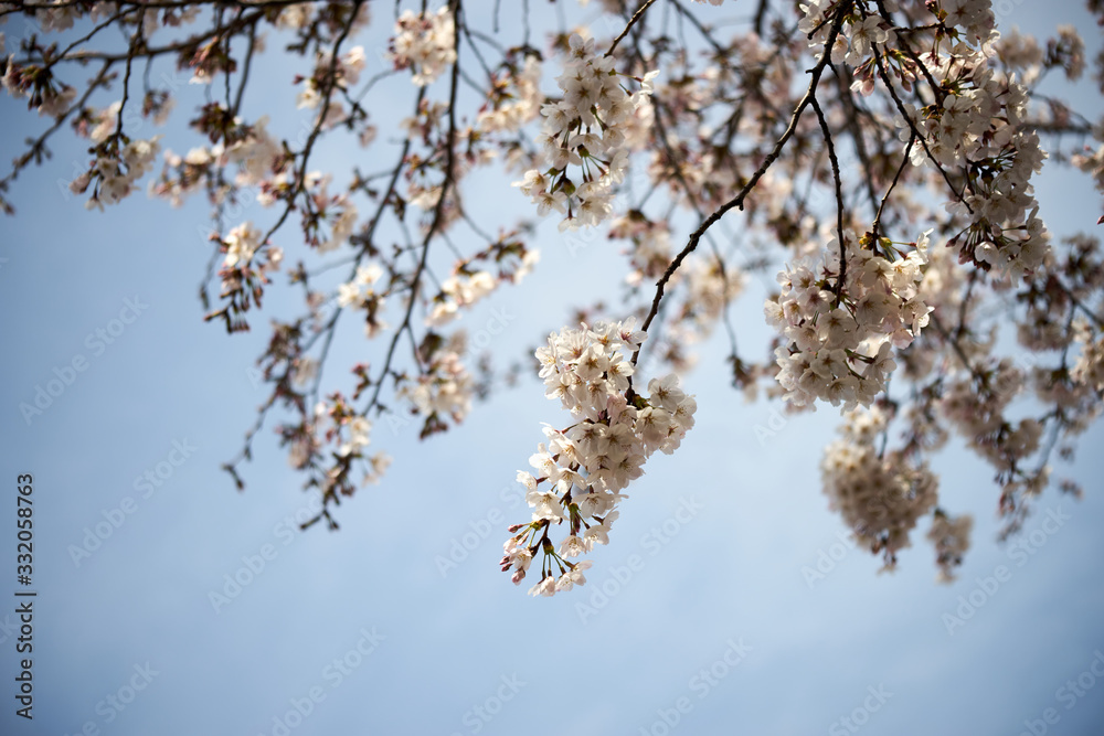 桜の花・枝・花見 桜の花・枝・花見