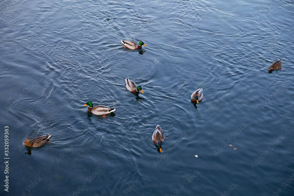 ducks in water