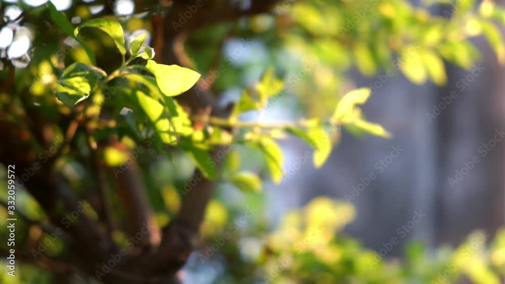 Morning natural sunlight in organic tropical garden lit green swaying leaves branch plant trees by gentle wind breeze in spring summer. Quiet peaceful nature sunshine with blurred background Morning natural sunlight in organic tropical garden lit green swaying leaves branch plant trees by gentle wind breeze in spring summer. Quiet peaceful nature sunshine with blurred background