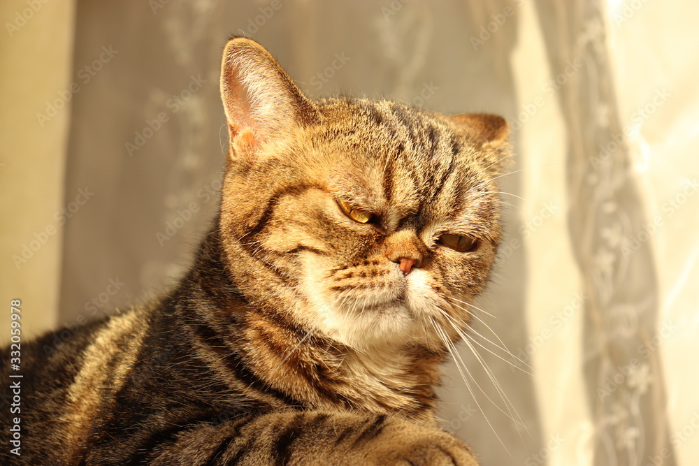 怪訝な表情の猫アメリカンショートヘアー