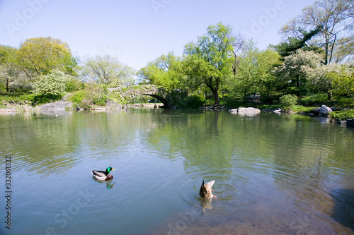 Lake in Central Park in Spring with two ducks in view, New York City, New York
