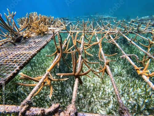 Underwater Coral nursery helping to rebuild the reef photo