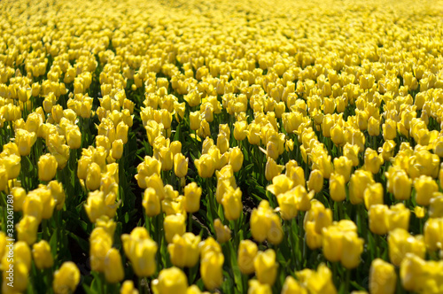 Yellow tulip field in sunlight © makstar