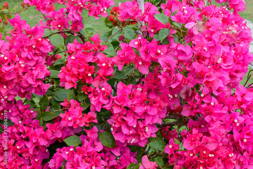Beautiful vegetation, trees, flowers, lakes and ponds in the famous tropical Bai Lu Gong Yuan Park,  Sanya city. Hainan, China.