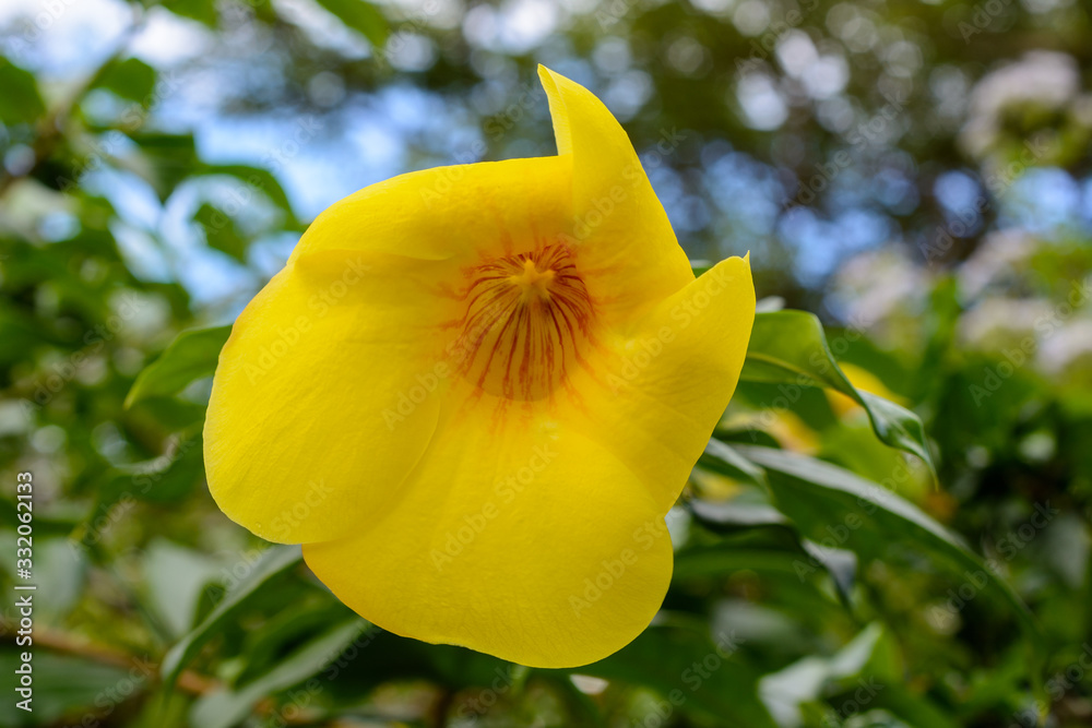 Beautiful vegetation, trees, flowers, lakes and ponds in the famous tropical Bai Lu Gong Yuan Park,  Sanya city. Hainan, China.