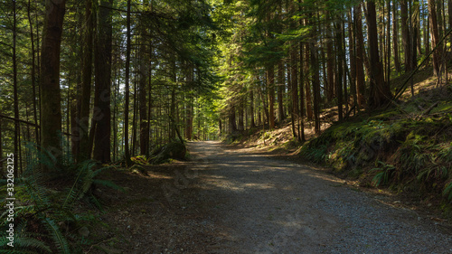 Fototapeta Naklejka Na Ścianę i Meble -  forest trail