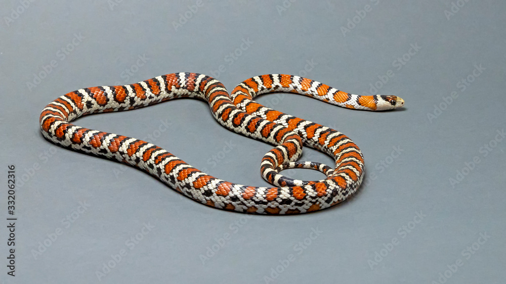 Naklejka premium Arizona Mountain Kingsnake Isolated on Grey Background