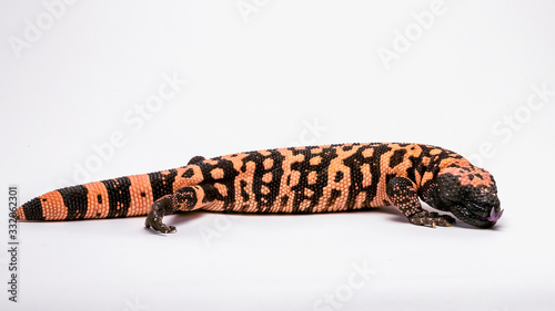 Hissing Gila Monster isolated on a White Background