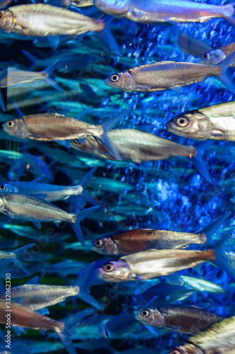 A wide variety of fishes (more than 500 species fishes, sharks, corals and shellfish) in a huge aquarium in Hotel Atlantis on Hainan, Sanya, China.