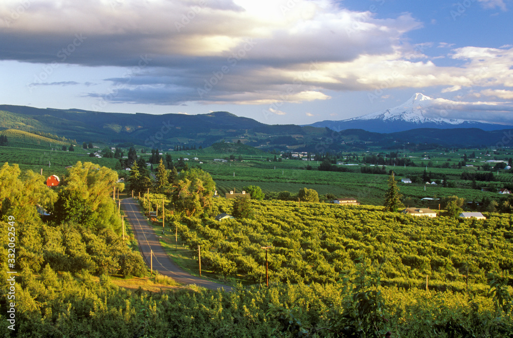 Vista of Hood River Valley with Mt. Hood, OR