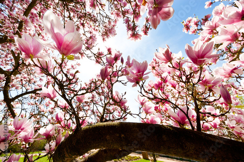 pink magnolia tree in the spring garden photo