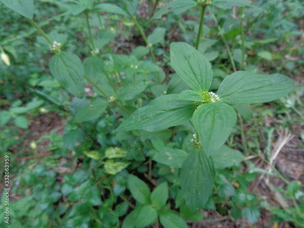 Indian copperleaf or Acalypha Indica L. in the garden with green flowers. Boehmeria zollingeriana also called a cat's face. Indian copperleaf or Acalypha Indica L. in the garden with green flowers. Boehmeria zollingeriana also called a cat's face.