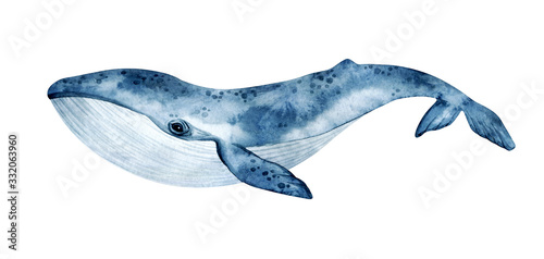 Fototapeta Watercolor blue whale illustration isolated on white background