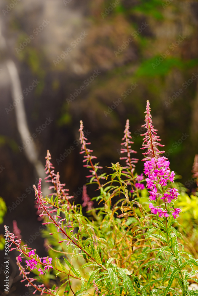 Obraz premium Purple flowers rosebay on norwegian nature