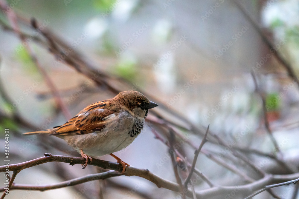 Sparrow bird sitting on tree branch Sparrow bird sitting on tree branch