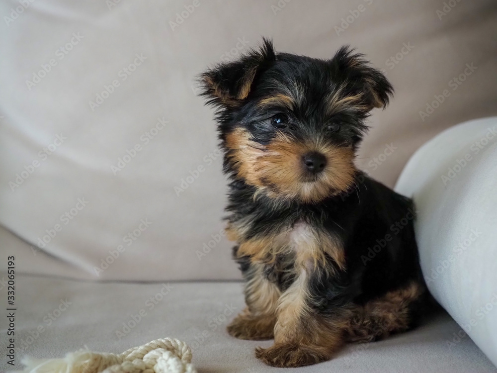 Baby cup of Yorkshire Terrier sitting on a cream sofa. Baby cup of Yorkshire Terrier sitting on a cream sofa.